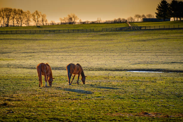 istock Two thoroughbred horses grazing in a field. 1349775802