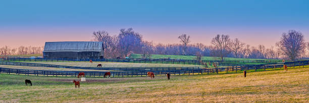 istock Horses grazing on a farm at dusk. 1349775815