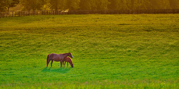 istock Mare and foal grazing on fresh green grass at sunset. 1349775887