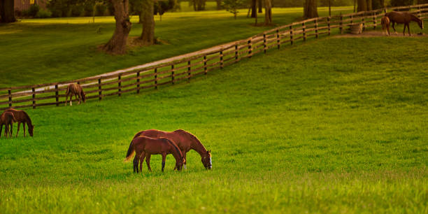 istock Horses gazing in a field at sunset. 1349775889