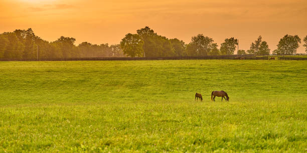 istock Mare and foal grazing on fresh green grass at sunset. 1349775909