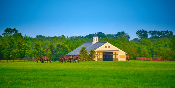 Thoroughbred horses grazing in a field with horse barn.