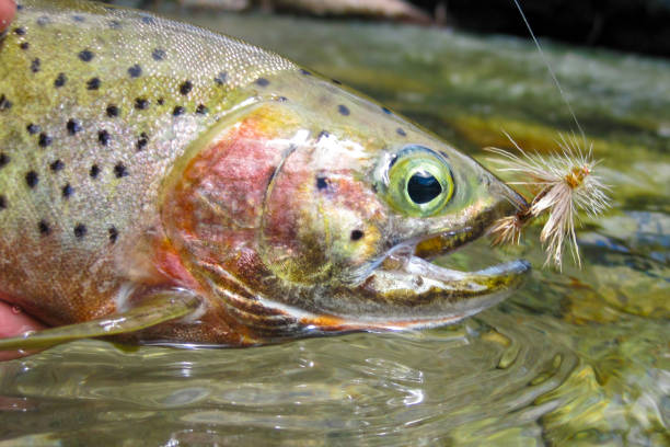 Wild westslope cutthroat trout caught and released in a tributary of the Middle Fork Salmon River, Idaho stock photo