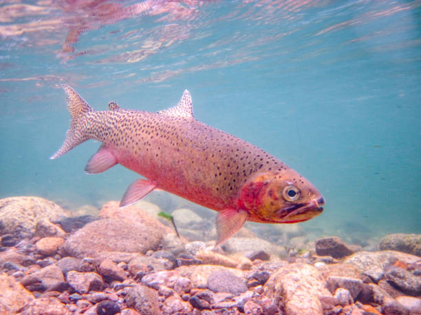 wild westslope cutthroat forelle, gefangen und freigesetzt in einem nebenfluss des middle fork salmon river, idaho - cutthroat trout stock-fotos und bilder