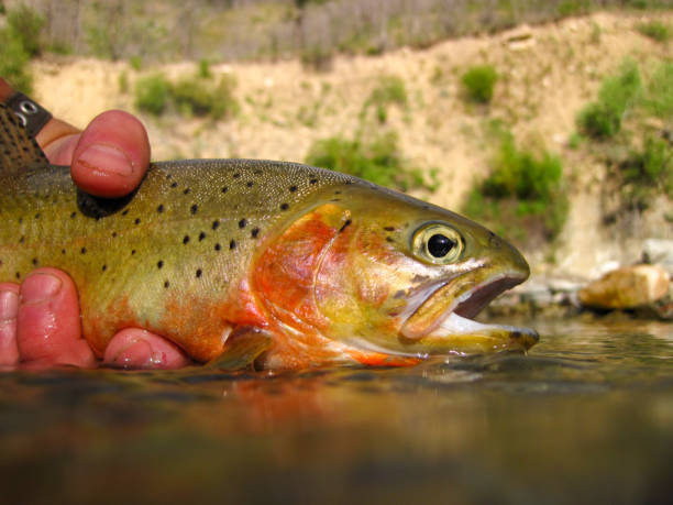 wilde yellowstone-cutthroat-forelle, die am yellowstone river, wyoming, gefangen und freigelassen wurde - cutthroat trout stock-fotos und bilder