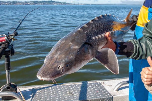 Wild white sturgeon caught and released on the Columbia River, near Astoria, Oregon stock photo
