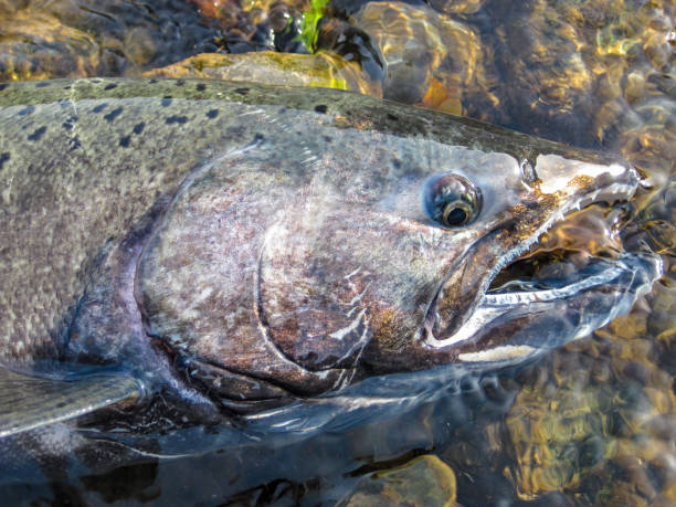 Native chinook salmon caught and released on the Snake River, Idaho Endangered chinook salmon in the Pacific Northwest freshwater fish photos stock pictures, royalty-free photos & images