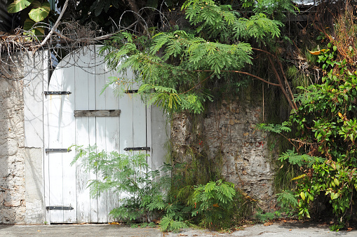Old wooden white door covered with bush plant and branches.