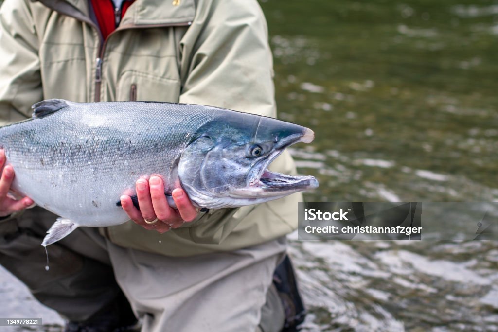 Wild silver salmon caught on Kodiak Island, Alaska, USA Fly fishing for coho salmon on the Buskin River, Alaska in September Alaska - US State Stock Photo