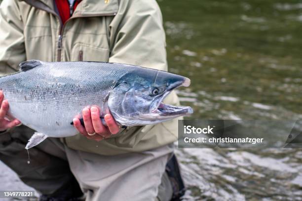 Wild Silver Salmon Caught On Kodiak Island Alaska Usa Stock Photo - Download Image Now
