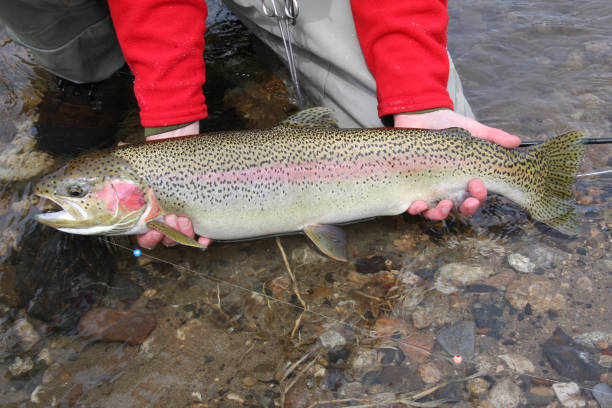 Idaho steelhead trout caught and released on the Salmon River north of Sun Valley, Idaho stock photo