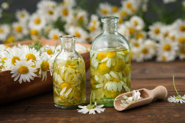Bottles of chamomile essential oil or infusion, bunch of chamomile and bowl of daisy flowers on background. Alternative herbal medicine. Aromatherapy. stock photo