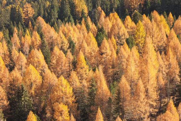 istock yellow larches and green pine trees at fall in the woods 1349779113