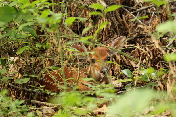 Whitetail Deer Spotted Fawn Hiding in the Forest A fawn curled up and hiding in the forest fawn young deer stock pictures, royalty-free photos & images