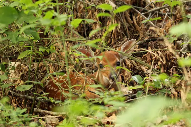 A fawn curled up and hiding in the forest