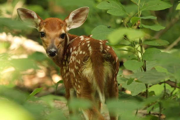 istock White-tailed Deer Fawn Looking Back in Forest 1349779184