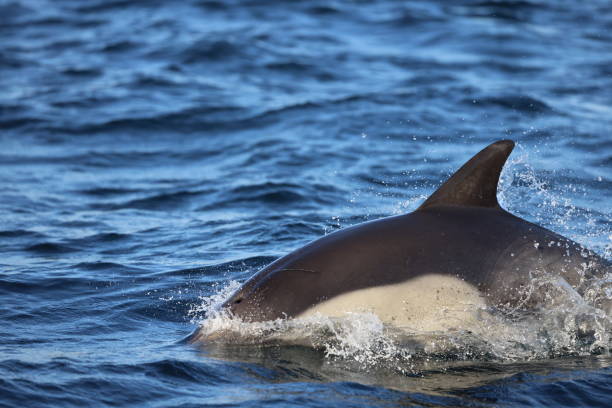 istock Dolphin Jumping in the water 1349779395