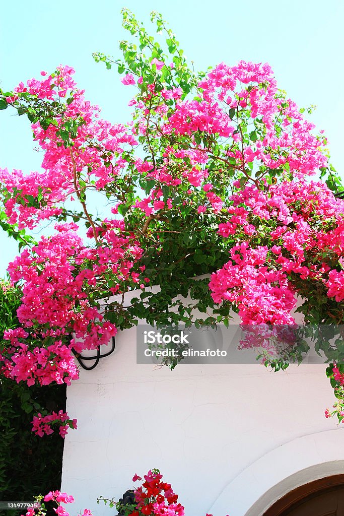 BOUGAINVILLIER spectabilis sur le mur blanc - Photo de Amphore libre de droits