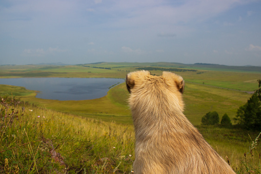Mongrel shaggy beige dog sits on the edge of a hill with his back to the camera and looks at the summer rural landscape