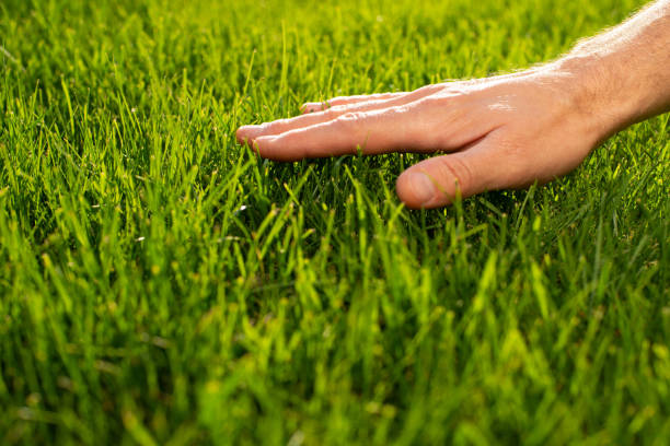 palma umana che tocca l'erba del prato vista ad angolo basso - greensward foto e immagini stock