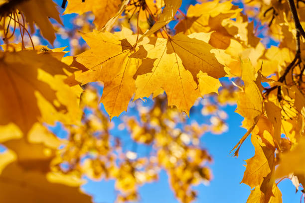 Leaves of a Norway maple (Acer platanoides) with autumn yellow coloration in the back light