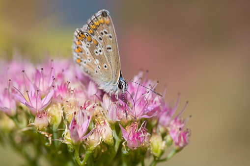 Butterfly collects pollen on an autumn flower