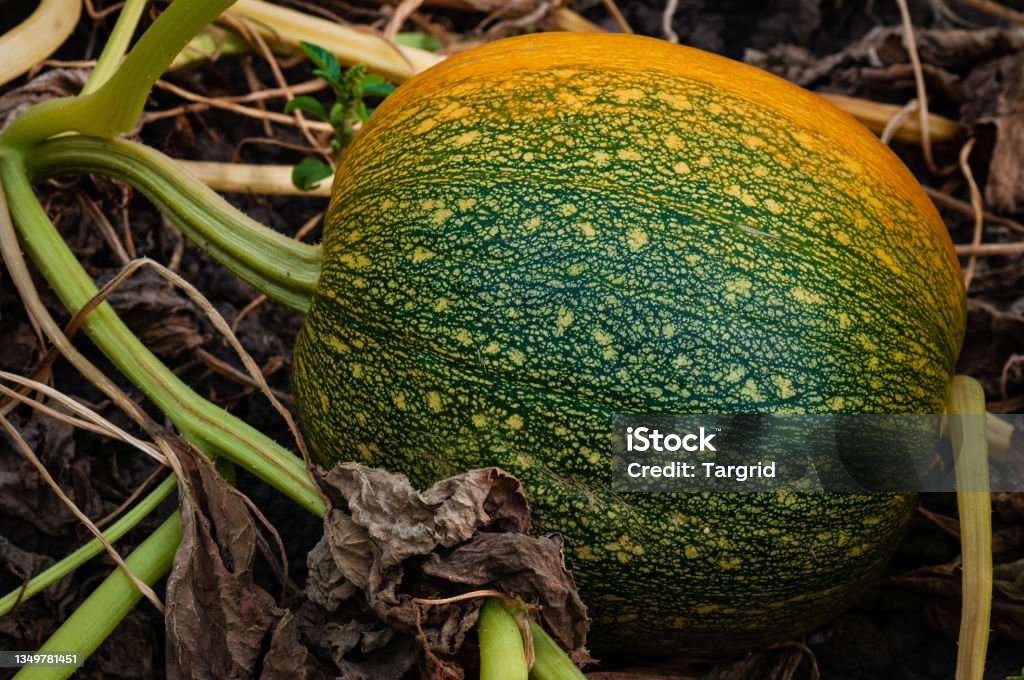 Big Ripe Pumpkin Fruit Pumpkin is a genus of herbaceous plants of the Pumpkin family (Cucurbitaceae). Many species are cultivated as decorative or for edible fruits. There are also special fodder varieties of pumpkins used for feeding farm animals. Agricultural Field Stock Photo