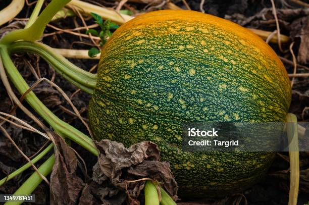 Big Ripe Pumpkin Fruit Stock Photo - Download Image Now - Agricultural Field, Agriculture, Autumn