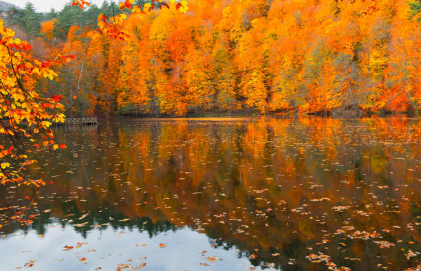istock Autumn image and colorful leaves. 1349781890