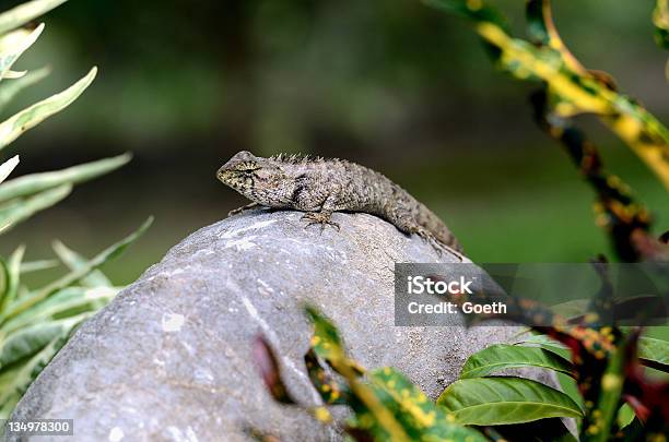 Foto de Lizard Na Rock e mais fotos de stock de Animal - Animal, Cinza - Descrição de Cor, Descansar