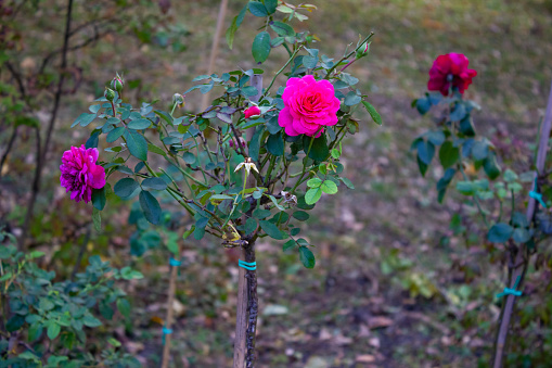 Pink rose seedling in a beautiful park in autumn - background, close-up