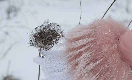 A female hand in a white glove is touching a dried plant in a winter park. The plant is covered with frost.