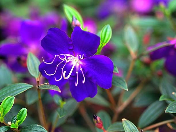 Blue Jasmine Flower Stock Photo - Download Image Now - Blue