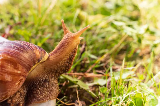 Photo of Giant African land snail
