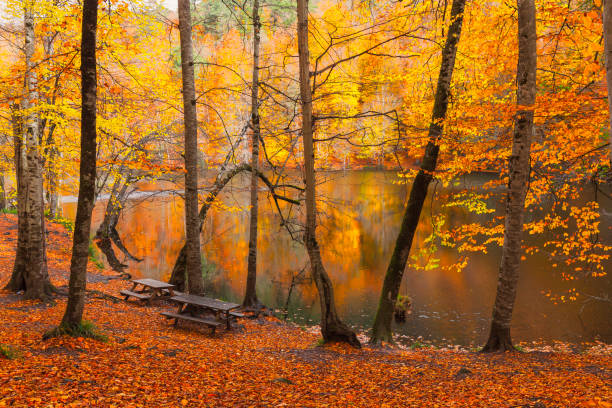 istock Autumn image and colorful leaves. 1349788687