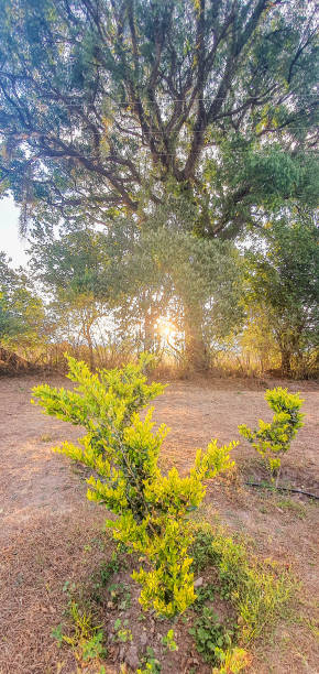 istock Sunrise  in  the  field 1349789592