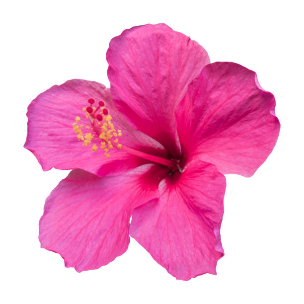 istock Beautiful pink hibiscus flower. 1349790041