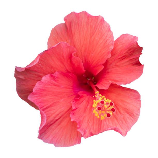 istock Beautiful red hibiscus flower. 1349790046