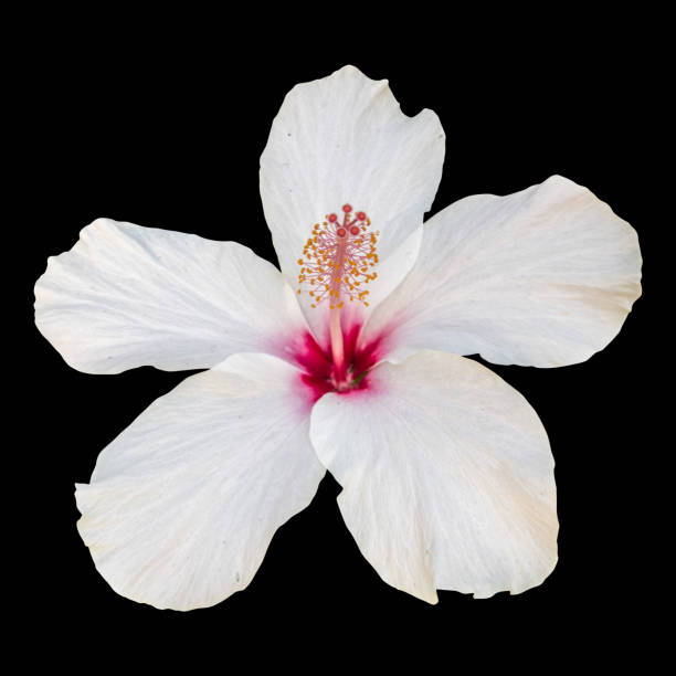 White hibiscus flower isolated on black background.