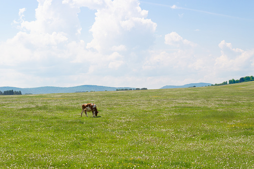 Summer landscape with a cow grazing on a green meadow