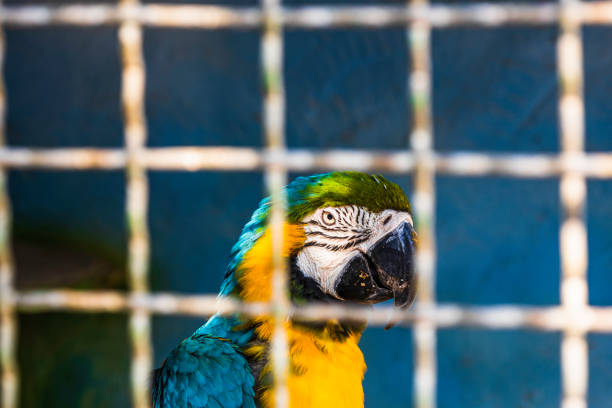 colorful parrot in the cage close up on blurry background.