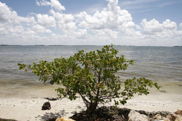 istock Lone Mangrove Tree Stands Tall - Sanibel Island 1349797653