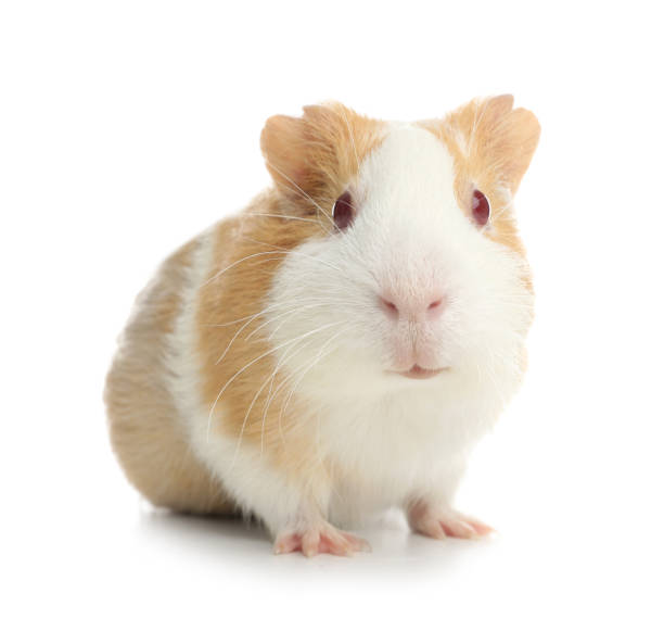 istock Cute funny guinea pig on white background 1349798009