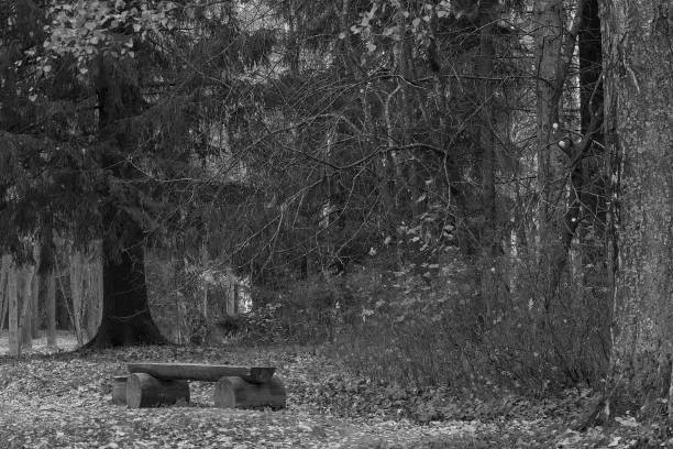 A lonely original bench in the park, a fir forest. Beautiful scenic landscape. Horizontal frame.