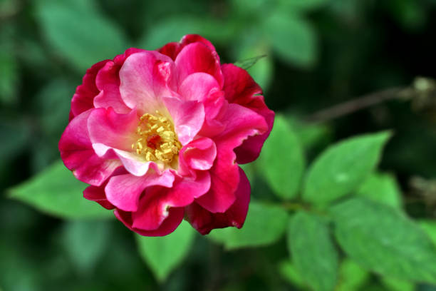 istock Deep pink colour rose flower with blur plant leaves background 1349799993