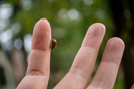 A few pictures of my son holding a lady bug in his hand