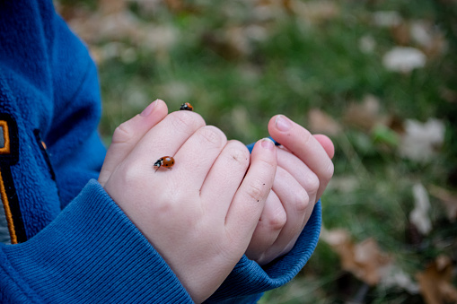 A few pictures of my son holding a lady bug in his hand
