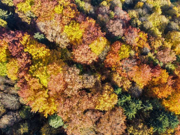 istock aerial view of an autumn forest 1349802135