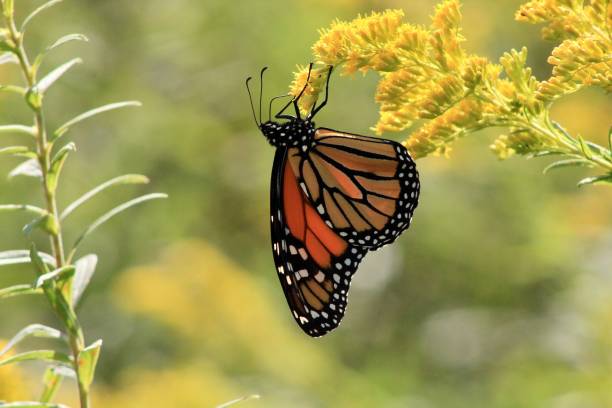 istock Monarch in the Prairie 1349802343