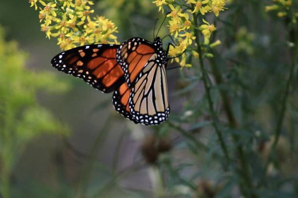 istock Monarch in the Prairie 1349802359